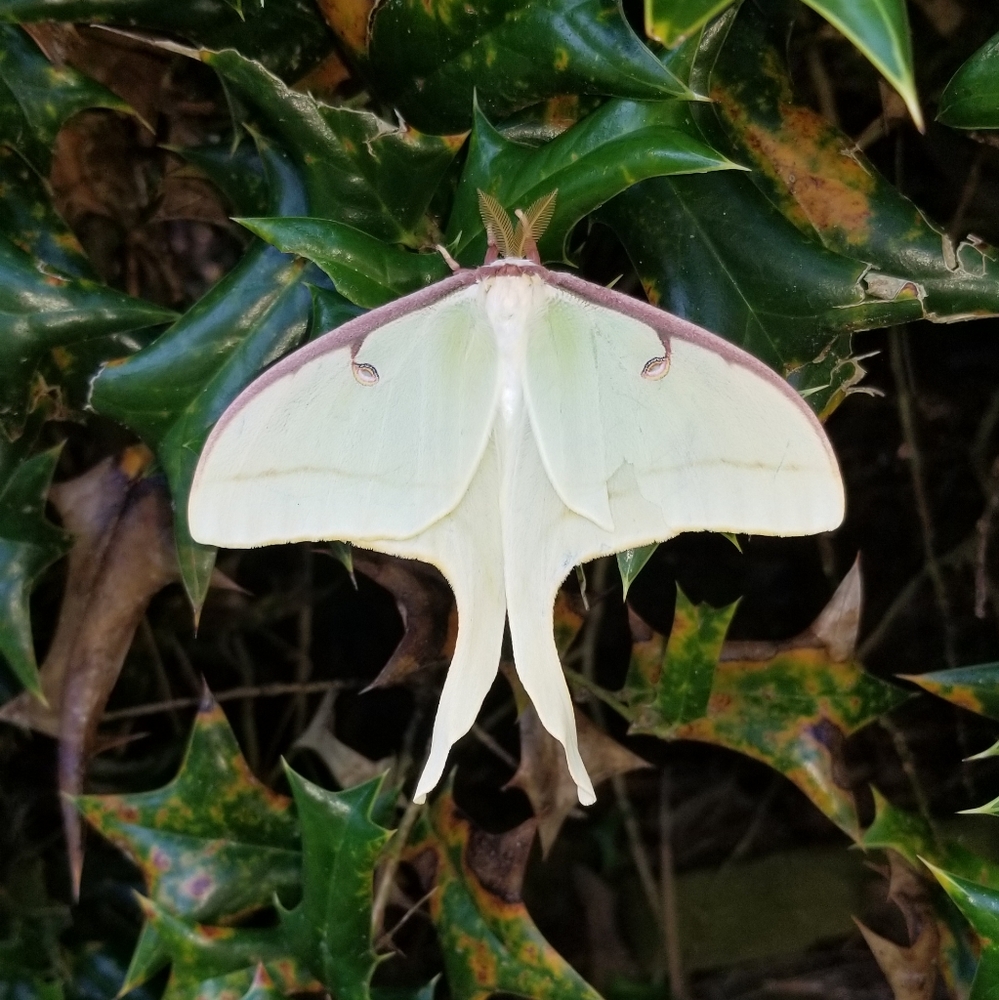 Meet your Posher, Roy